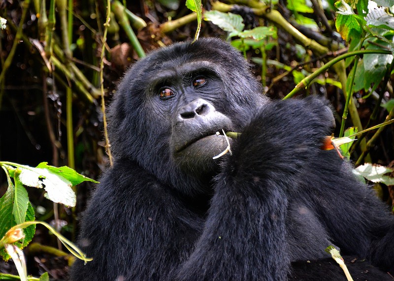 New small grants initiative will support activities related to great apes conservation and development - Vimarsana News