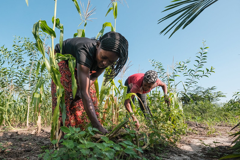 Wanted: monitoring, evaluation and learning manager for IIED Europe - Vimarsana News