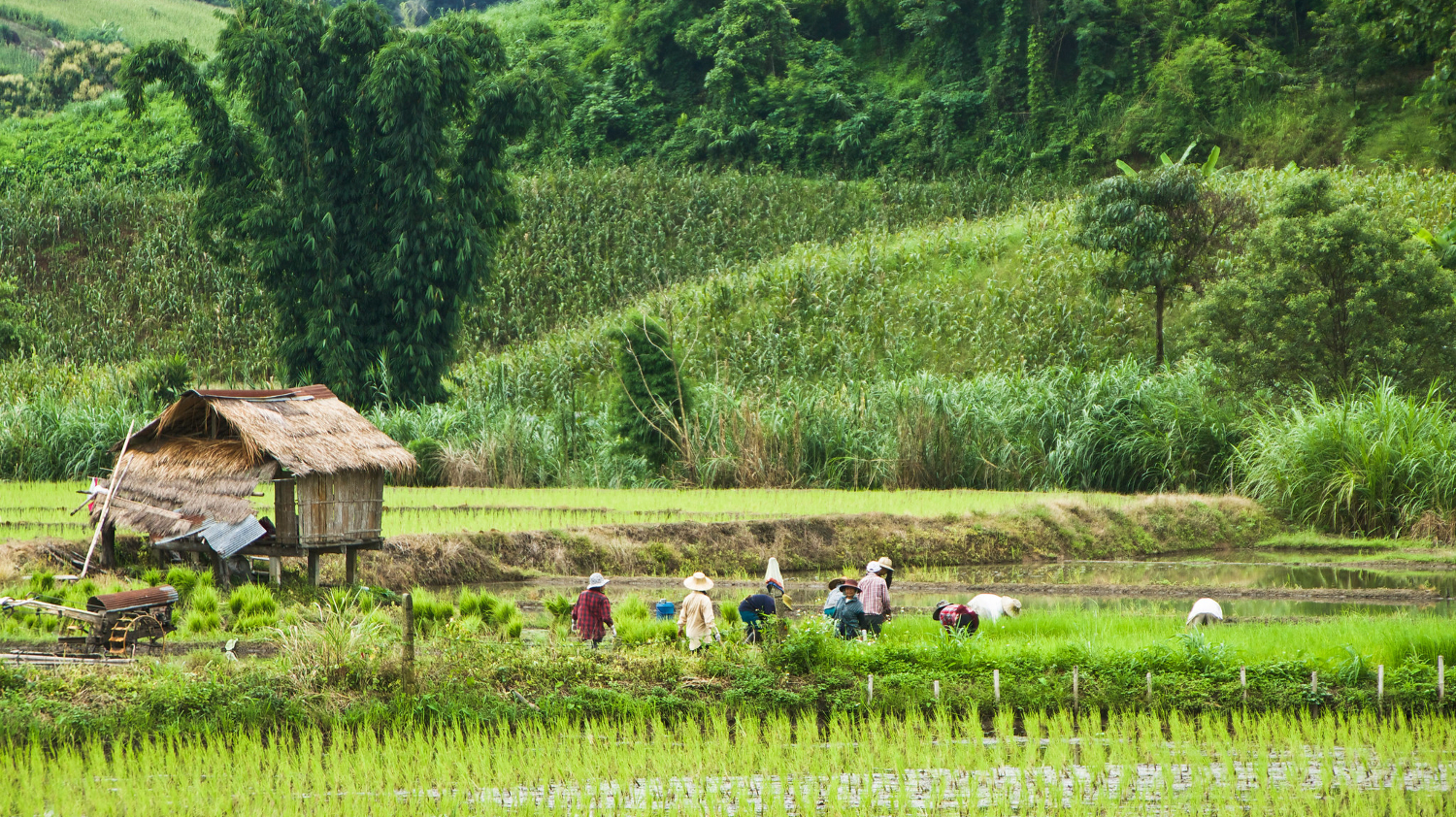Wanted: new roles for IIED Europe - Vimarsana News