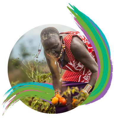 Woman harvesting tomatoes ready for the market in Kenya. Credit: Rusinga Studios/IIED