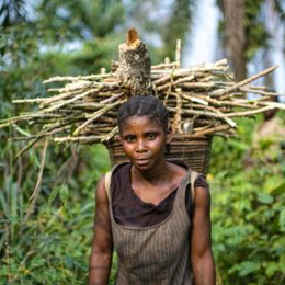A woman carries firewood in the rainforest
