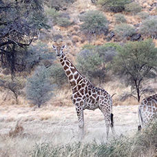 Giraffes roaming in Midgaard, Namibia. (Photo: Rosalind Goodrich/IIED) Giraffes roaming