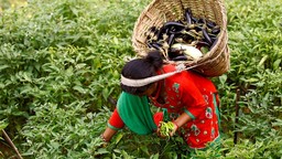 A woman picks beans. She carries a basket with aubergines with her head.