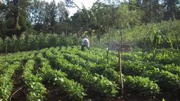 In the distance across a large field of plants, a farmer tends to his crop.
