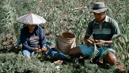 A man and a women sit in a field and dig up carrots. There is a basket in between them. 