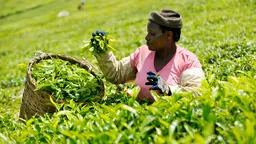 A woman farmer, carrying a basket, inspects tea she has picked holding it in her hand. 
