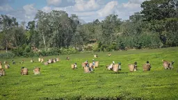 Tea plantation with many people carrying baskets on their backs.