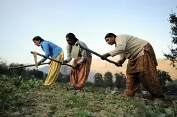 Three women bend over and direct their picks and shovels to the ground.