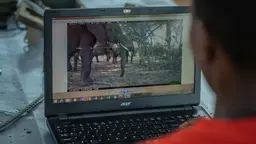 Man watches a video of elephants on a laptop