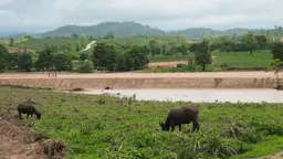 Wildlige graze in the foreground of a rural scene with a road and trees and mountains in the background.