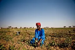 Woman kneeling down tends to crops