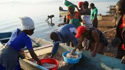 Women and men fishers lean over a boat gathering their catch at the side of a body of water.