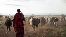 Man, wearing red and black and holding a stick, walks with cattle