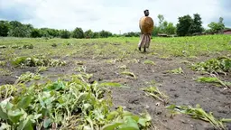 A person walking on damaged crops