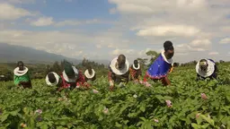 A number of women wearing brightly coloured clothes tend crops with mountains in the background.  