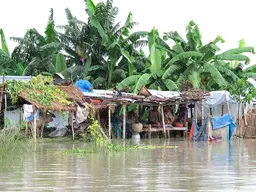 Flooded shelter made with woods and branches. Palm trees behind