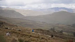 A shepherd and a herd of sheep in a mountain