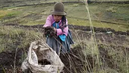 Woman, in a field, throws potatos into a sack