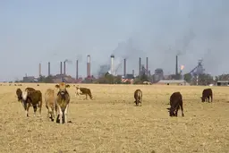 Cattle and fuming chimneys behind 