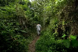 Person walks in a forest