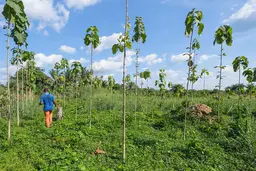 Man walking in a field