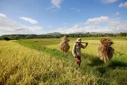 Man carries bundles of dried crops 