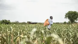 A man carries a sack and walks in a field of tall weeds