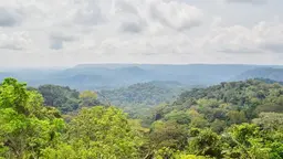 Forest with abundant vegetation