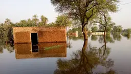 A house submerged in flood waters with a tree towering above 