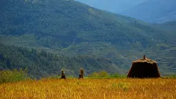 Two people walk in a dried field of rice