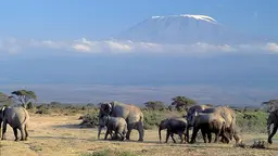 Elephants with a mountain in the distant background