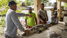 Four man stand aroun a table with a caiman on it. Two men hold its head and tail and another one hold a measure tape over the animal