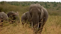 An elephant emerges through the forest