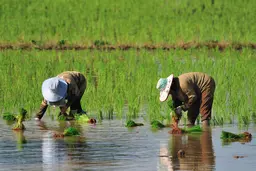 Two people in a rice field