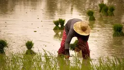 Person bending over to pick up crops in a rice field