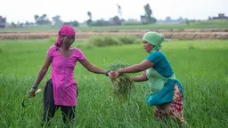 Women hands weeds to another one in a field