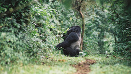 Mountain Gorilla in Bwindi National Park, Uganda