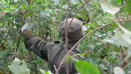 Back view of a man walking through dense forest