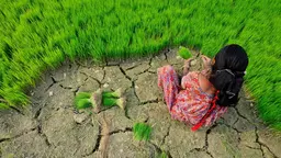 Woman picking weeds in a field of grass