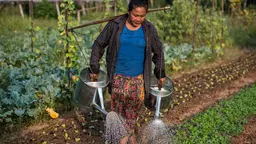 Woman with a watering can in each hand waters a garden full of crops.