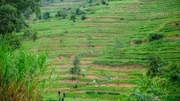 People walking up a green hill.
