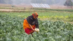 Woman picks up a cauliflower from a filed. Solar panel in the background.