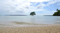 Seashore and a tree in the background.