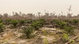 Deforested forest.