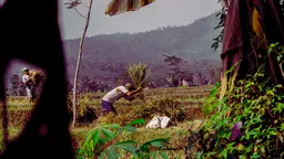 A man thrashes rice in a field, with mountains in the background.