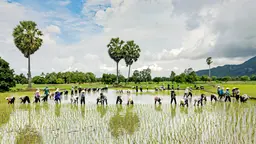 Men and women pick rice in a waterlogged field.