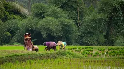  Women working on rise fields.