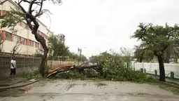 Man standing next to a toppled tree in the middle of a road.