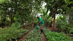  A man watering plants in a garden.