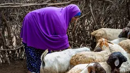 A woman bends over looking at goats.